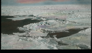 Image of Long view across ice to seals on ice